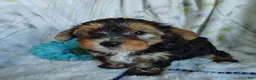 Yorkshire Terrier dogs for sale: Johnny - Ad 2