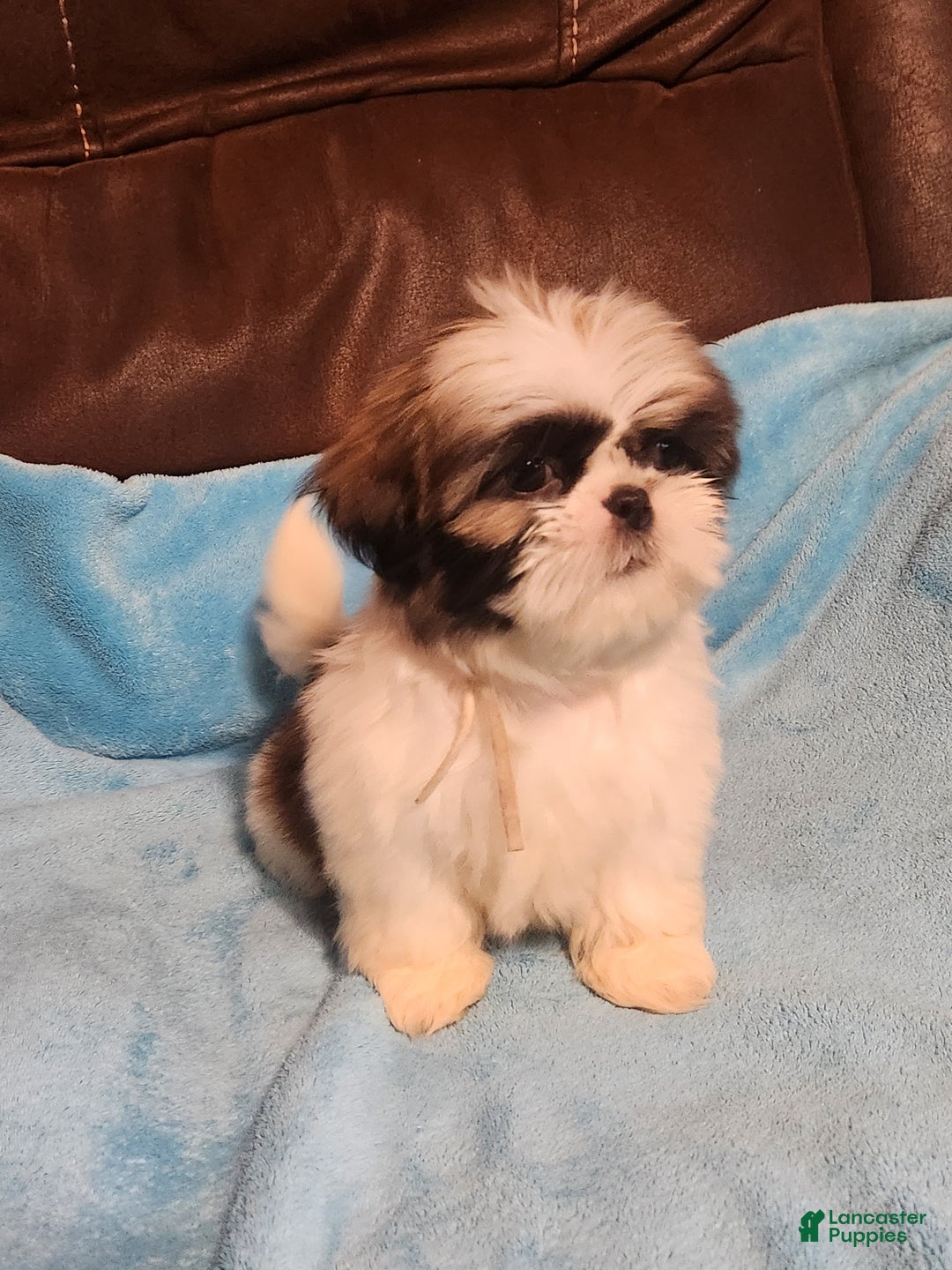 Shih Tzu dogs for sale: Shih Tzu Puppy 5 - Ad 5