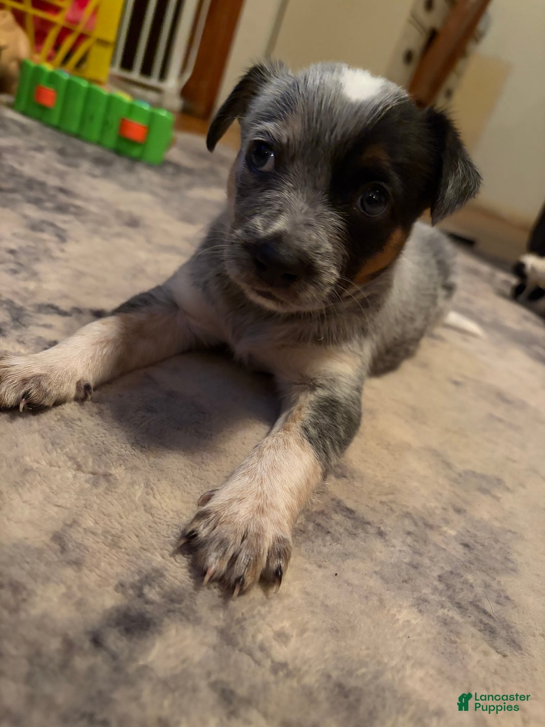 Australian Cattle Dog dogs for sale: Princess - Ad 3
