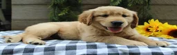 Golden Retriever dogs for sale: Stella - Ad 4