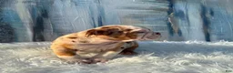 English Bulldog dogs for sale: Loli - Ad 3
