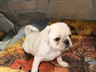 Pug dogs Biscuit - Ad 38