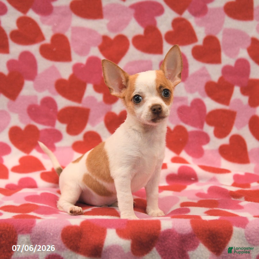 Chihuahua dogs Lucky - Ad 1