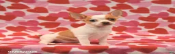 Chihuahua dogs for sale: Lucky - Ad 1