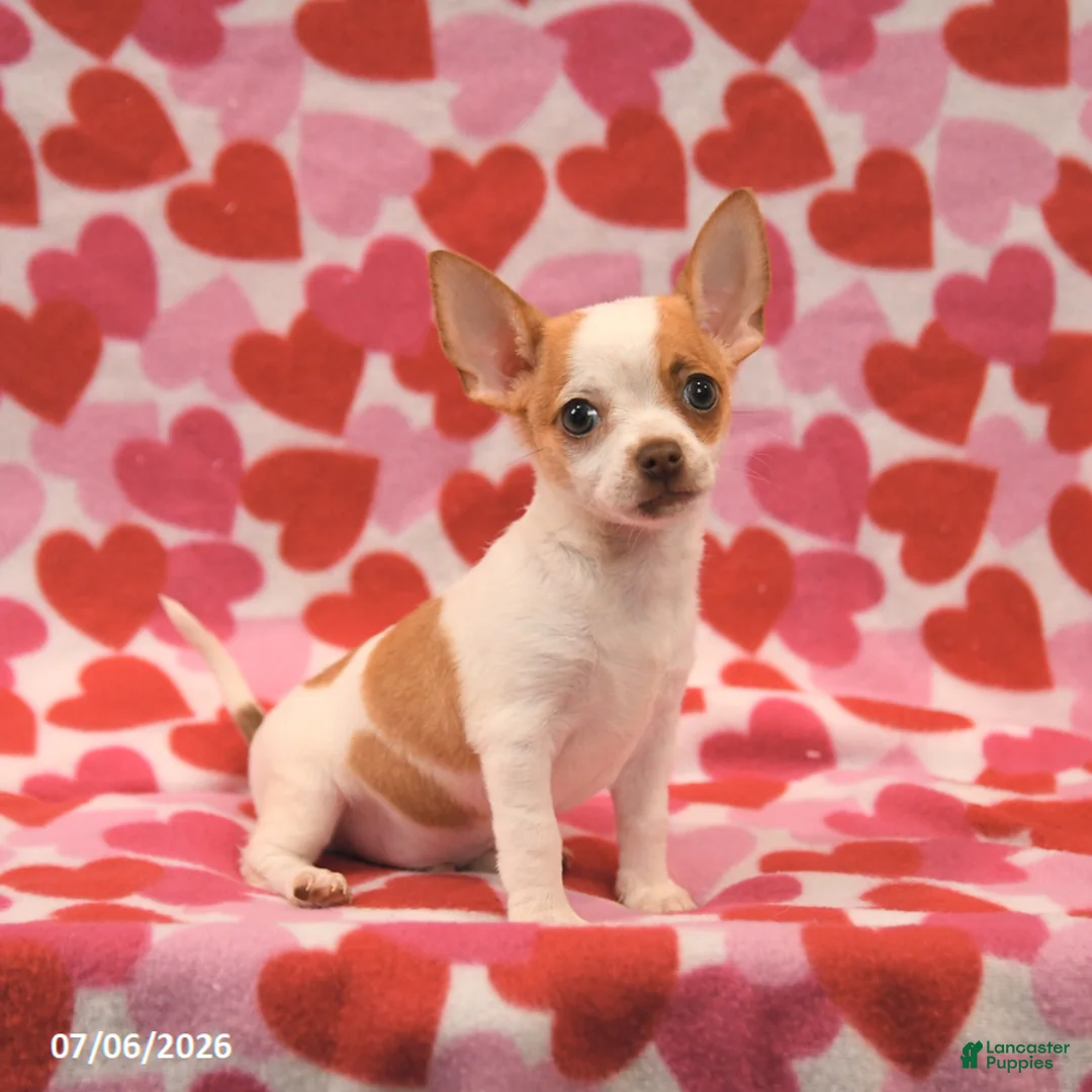 Chihuahua dogs for sale: Lucky - Ad 1