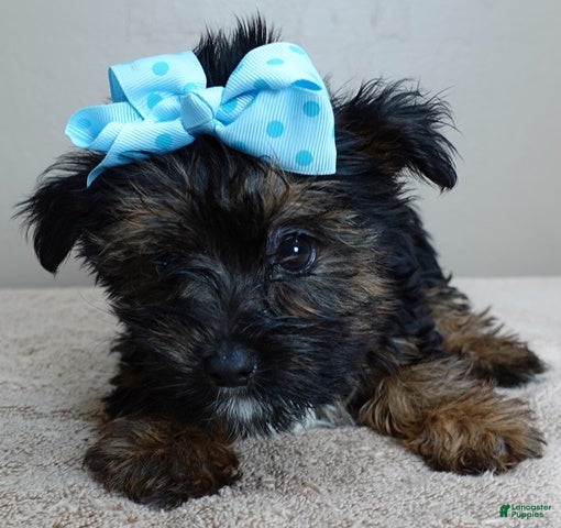 Yorkshire Terrier dogs Bali 2 pounds - Ad 39