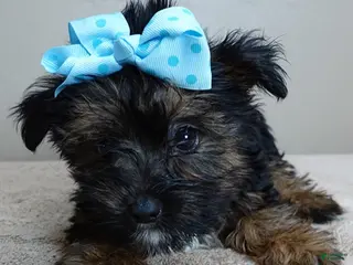 Yorkshire Terrier dogs Bali 2 pounds - Ad 39