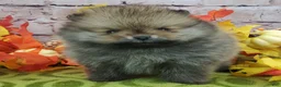 Pomeranian dogs for sale: Fajita - Ad 6
