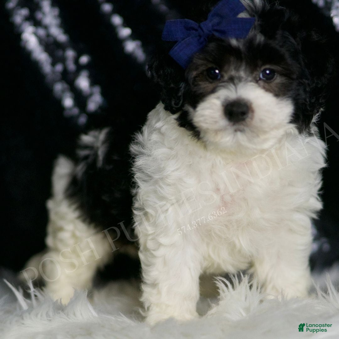 Black and white Maltipoo Puppies for sale Lancaster Puppies