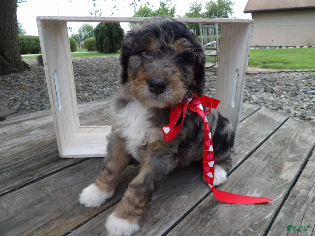 Gallery Image {{count}}