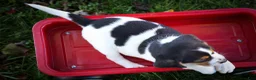 Beagle dogs for sale: Ollie Belle - Ad 19