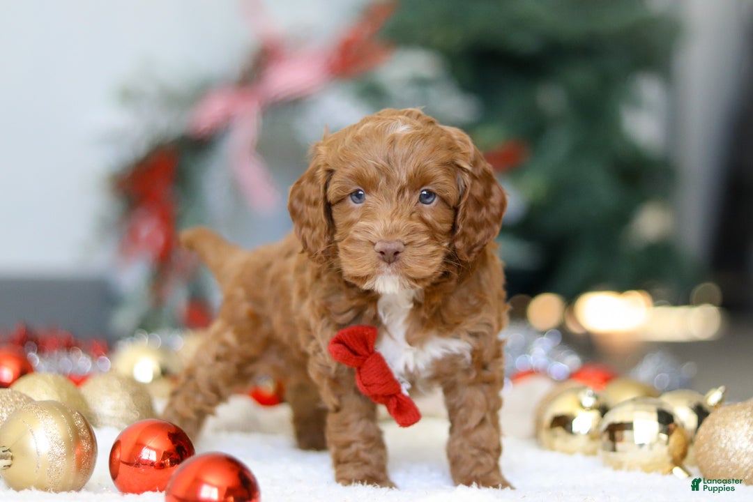 Cockapoo dogs for sale: Cameron - Ad 5