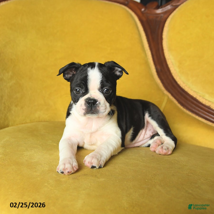 Boston Terrier dogs Samantha - Ad 2