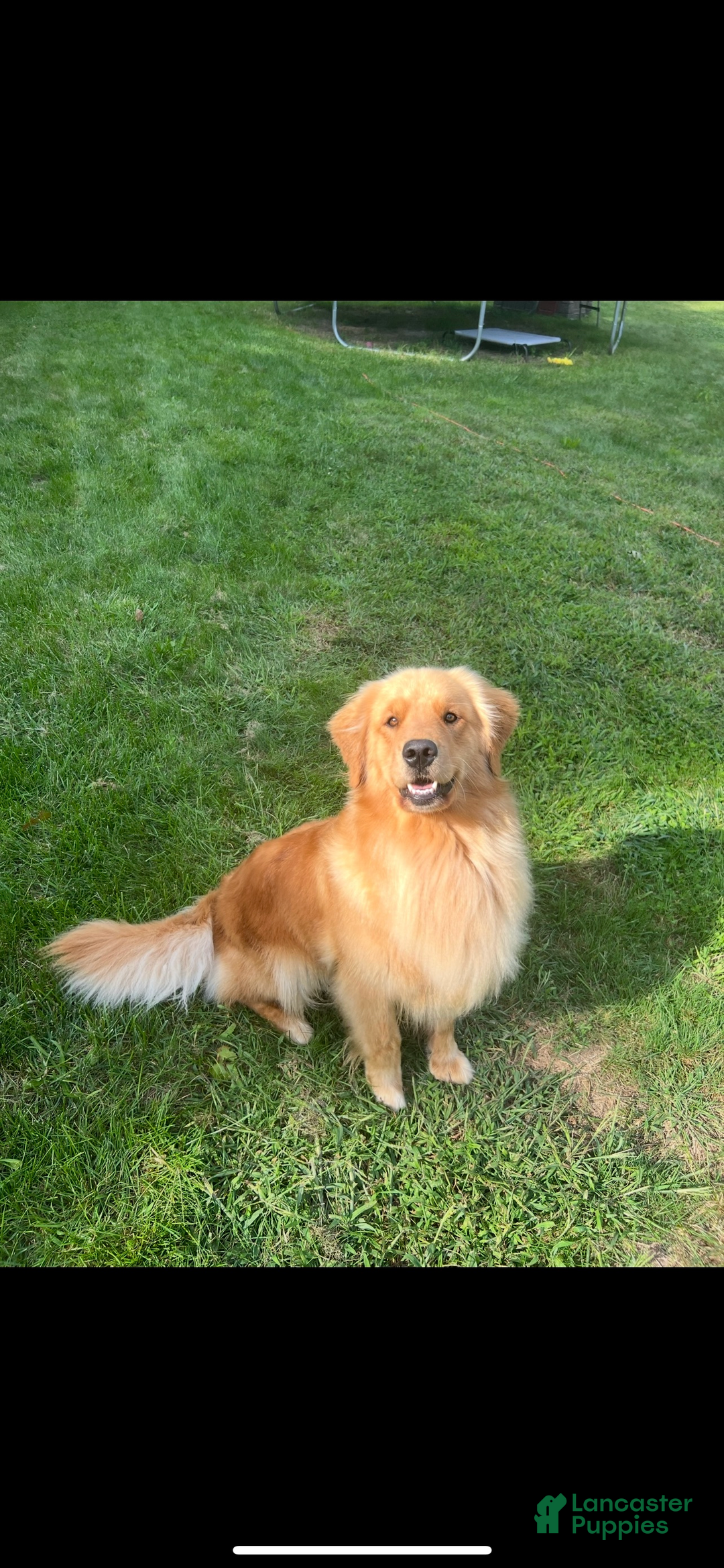 Golden Retriever dogs for sale: Golden Retriever Puppy orange  - Ad 5