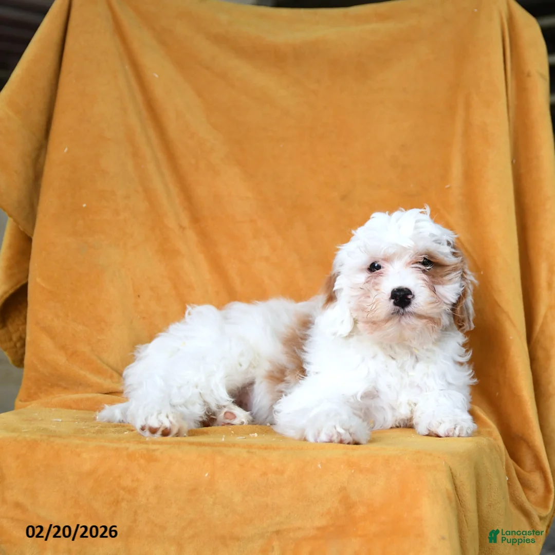 Cavapoo dogs for sale: Gus  - Ad 1
