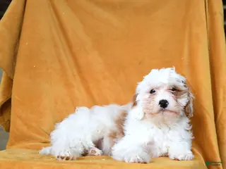 Cavapoo dogs for sale: Gus - Ad 3