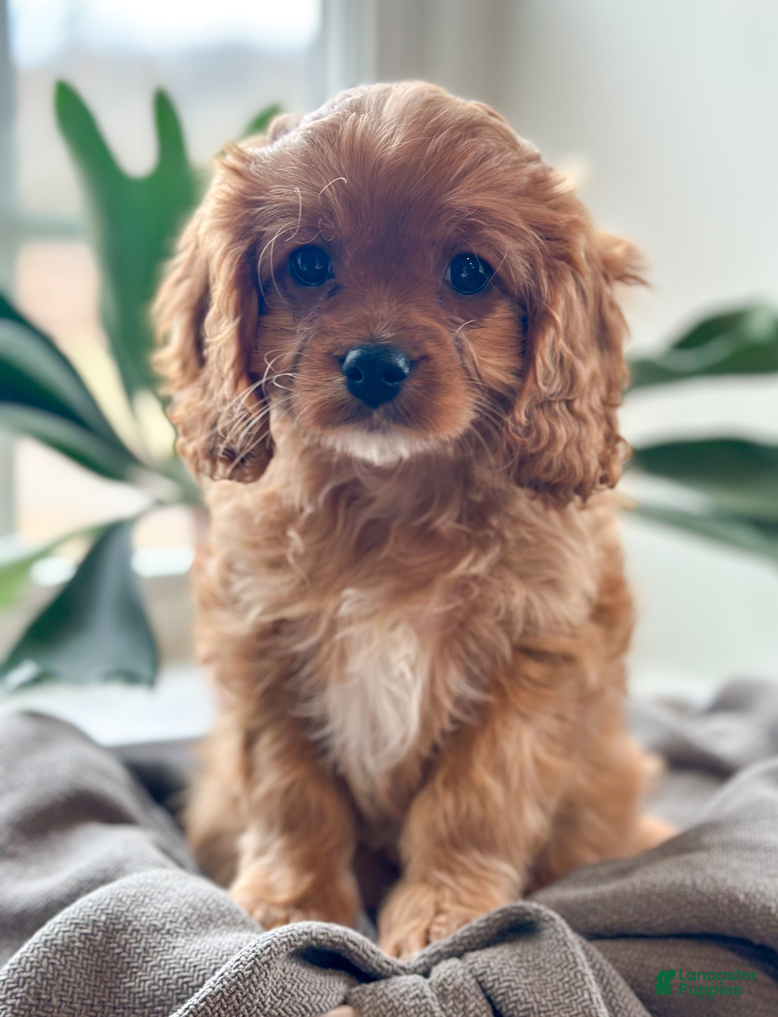 Cavapoo dogs Archie - Ad 35