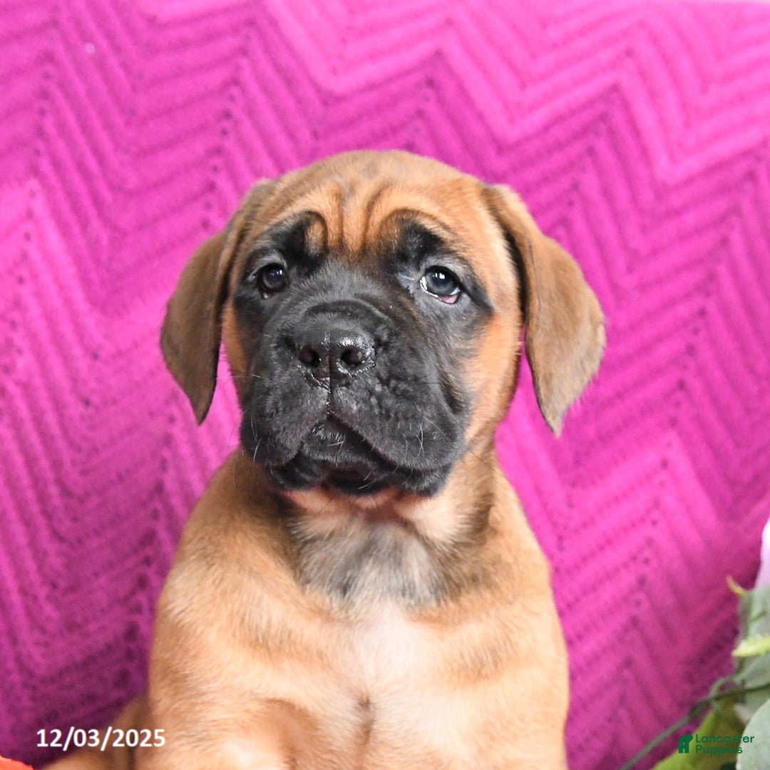 Cane Corso dogs for sale: Missy - Ad 2