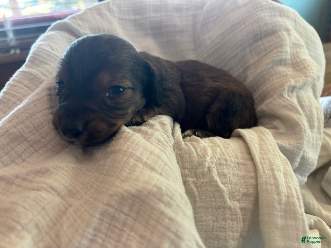 Dachshund Puppies for sale in New York Lancaster Puppies