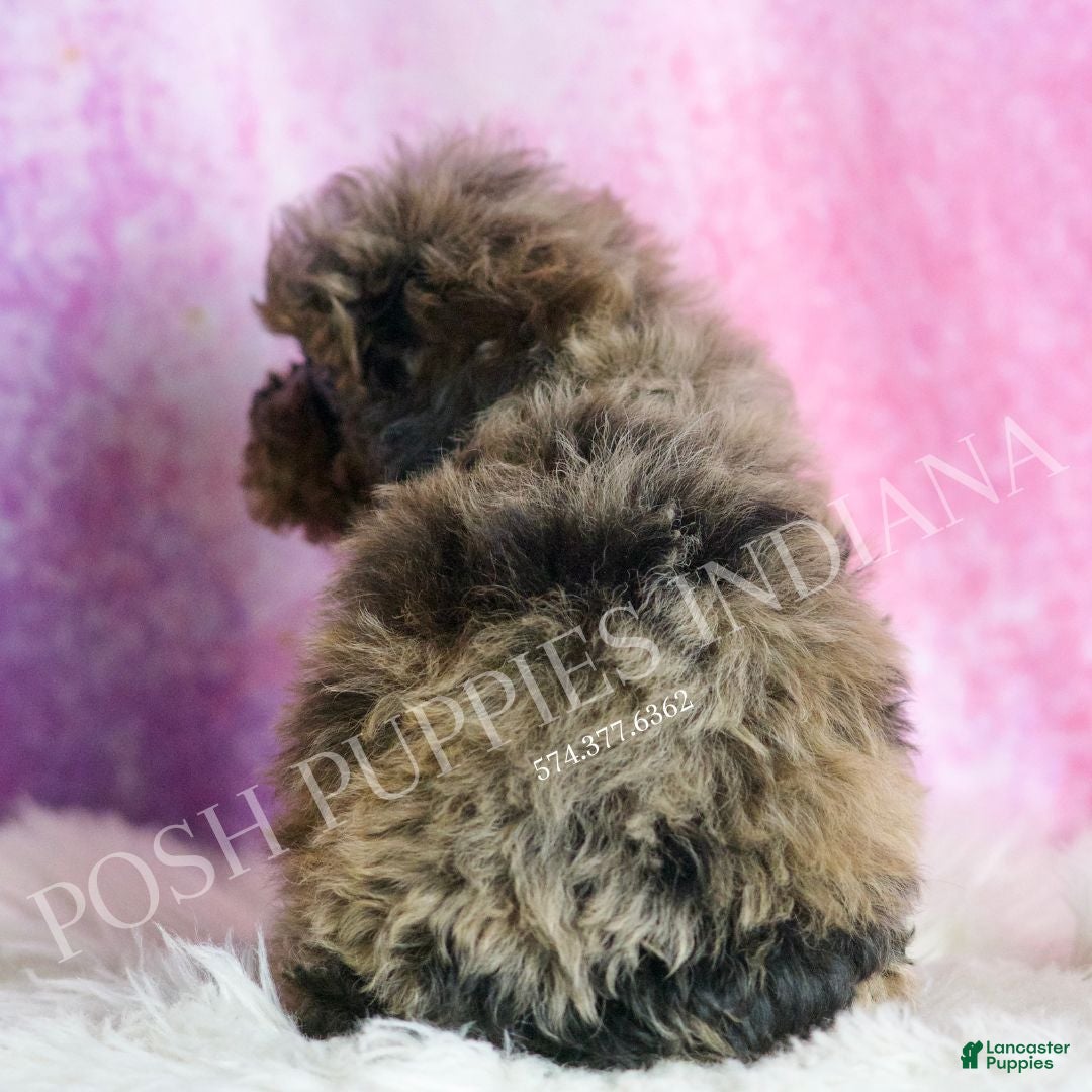 Toy Poodle dogs for sale: Bentley - Ad 6