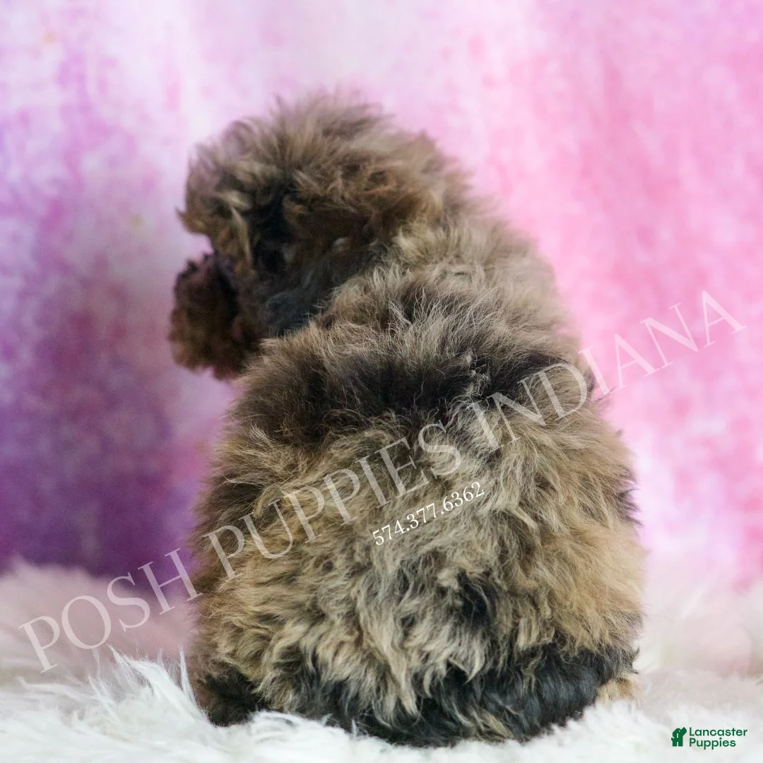 Toy Poodle dogs for sale: Bentley - Ad 6