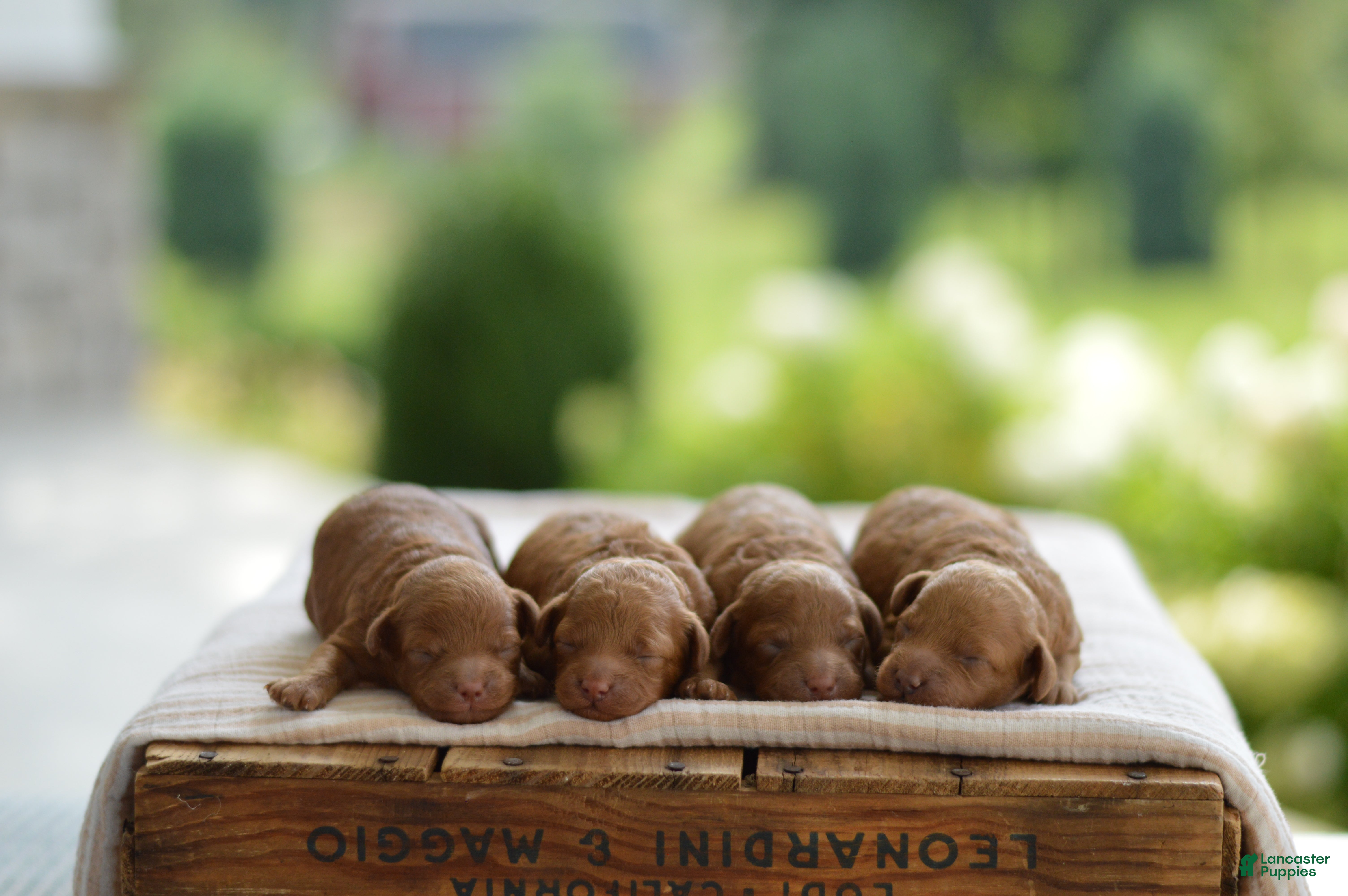 Miniature Poodle dogs for sale: Moe - Ad 1