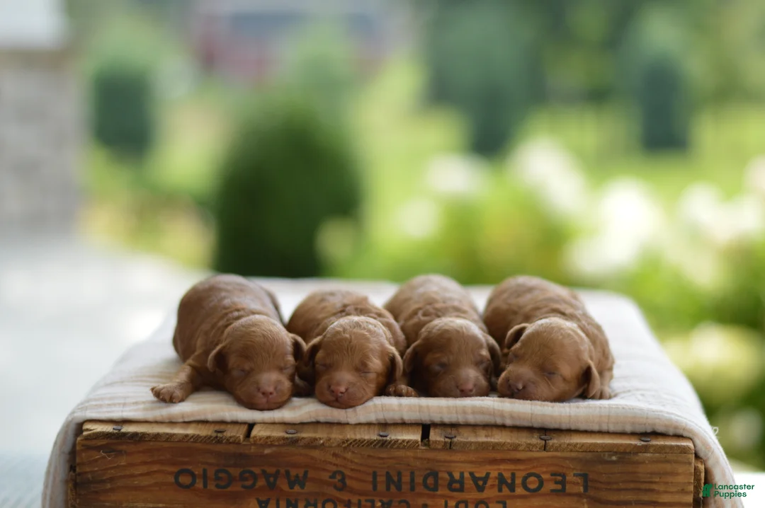 Miniature Poodle dogs for sale: Moe - Ad 1