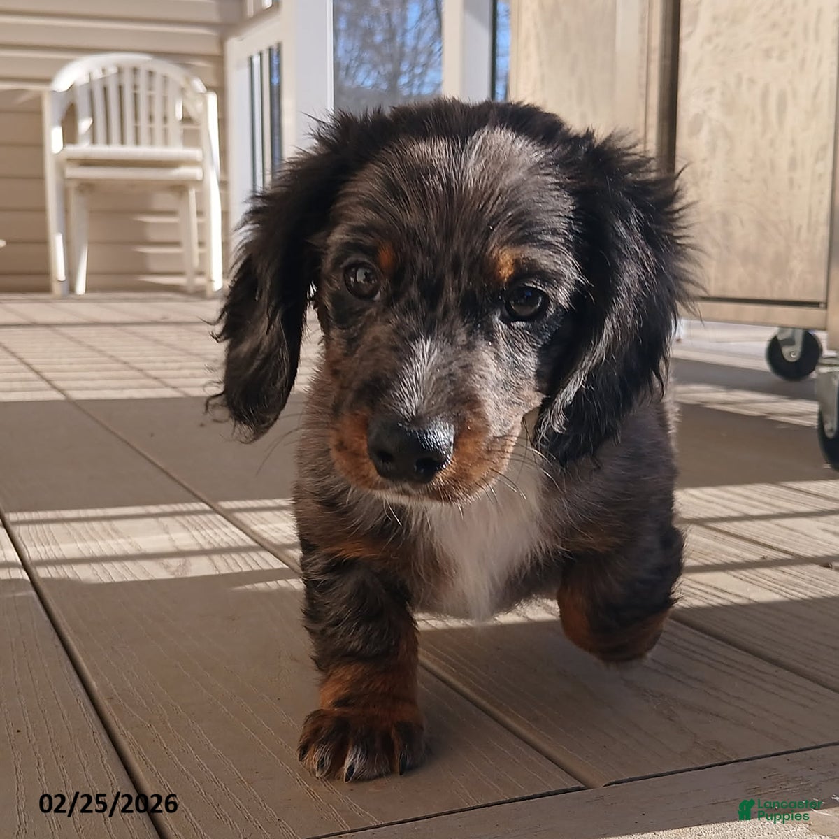 Miniature Dachshund dogs Valentino - Ad 1