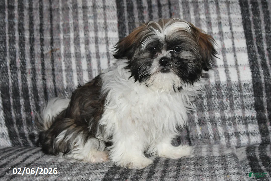 Shih Tzu dogs for sale: Kyle - Ad 2