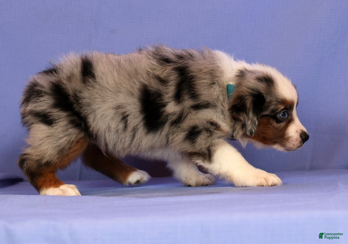 Miniature Australian Shepherd dogs Jackson - Ad 2