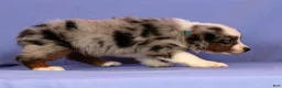 Miniature Australian Shepherd dogs for sale: Jackson - Ad 2