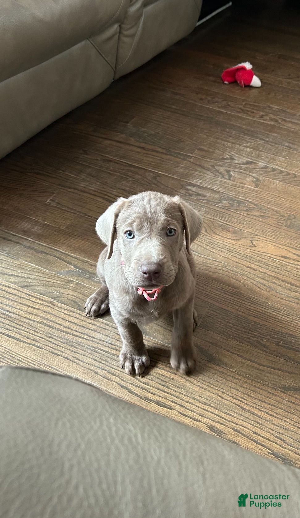 Labrador Retriever dogs AKC Registered Silver Labrador Retriever Puppy – Female - Ad 1