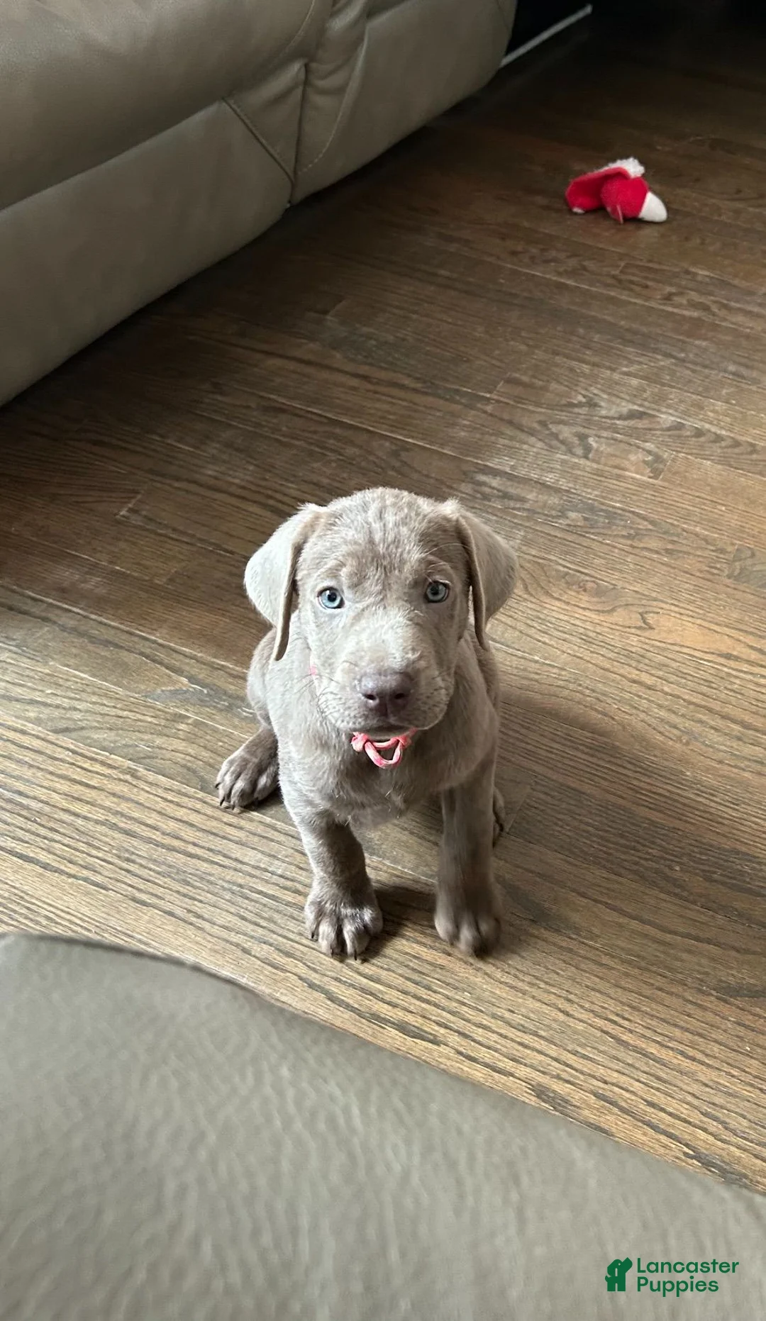 Labrador Retriever dogs for sale: AKC Registered Silver Labrador Retriever Puppy – Female - Ad 1