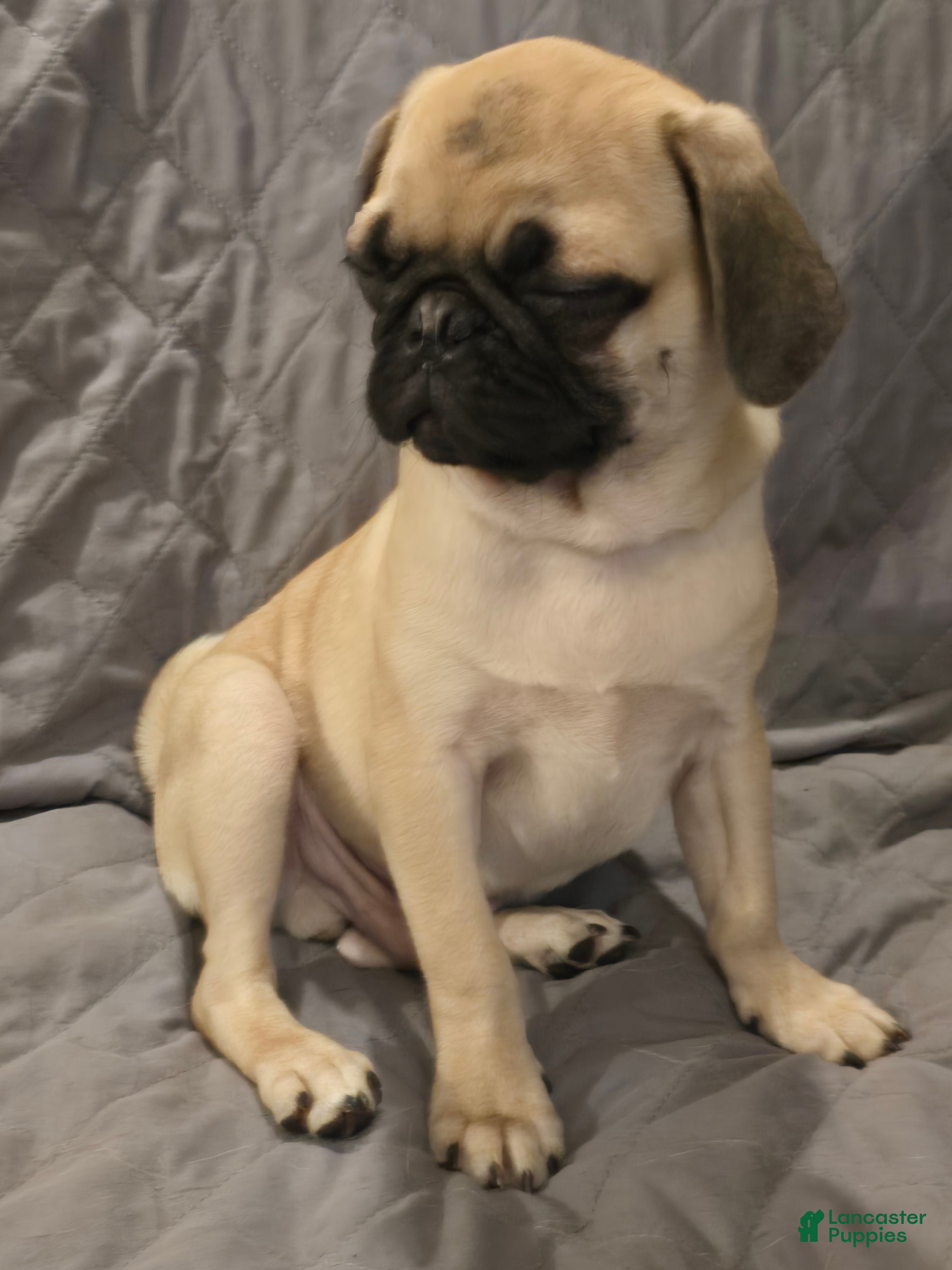 Pug dogs Pug Puppy 2 - Ad 2