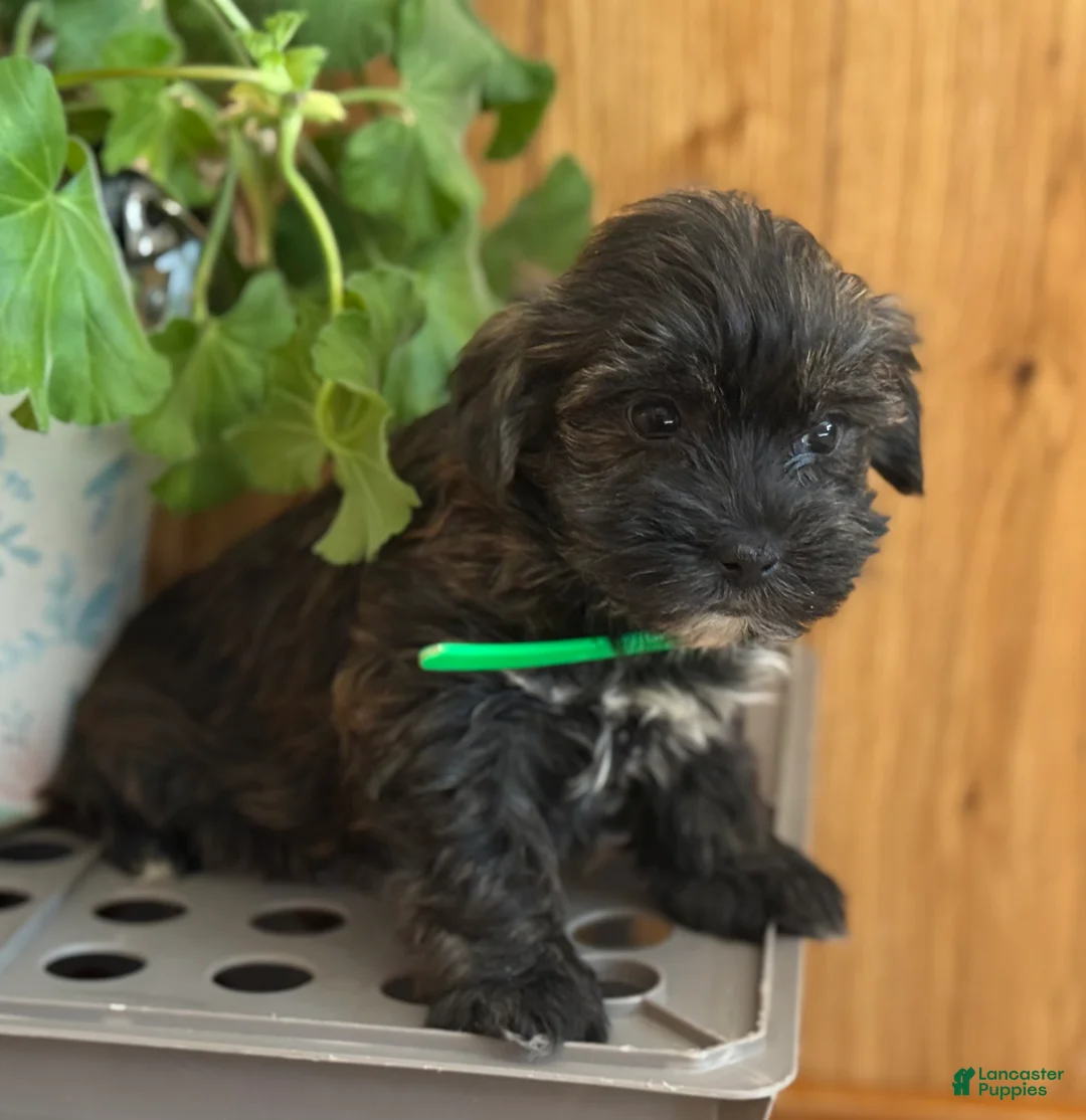 Morkie dogs for sale: Snuggles - Ad 4