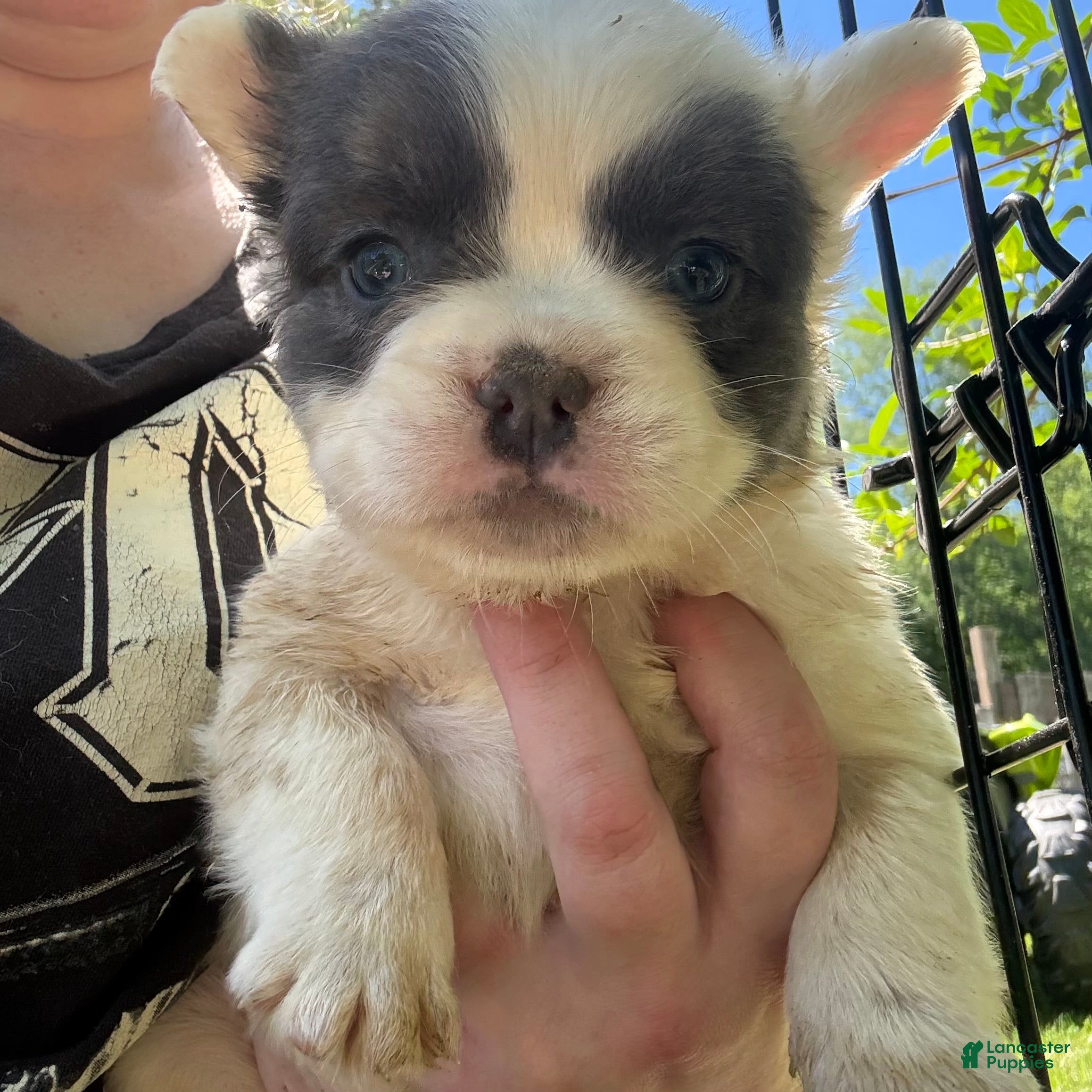 French Bulldog dogs French Bulldog Puppy 3 (fluffy) - Ad 2
