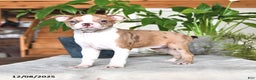 Boston Terrier dogs for sale: Rachelle  - Ad 10
