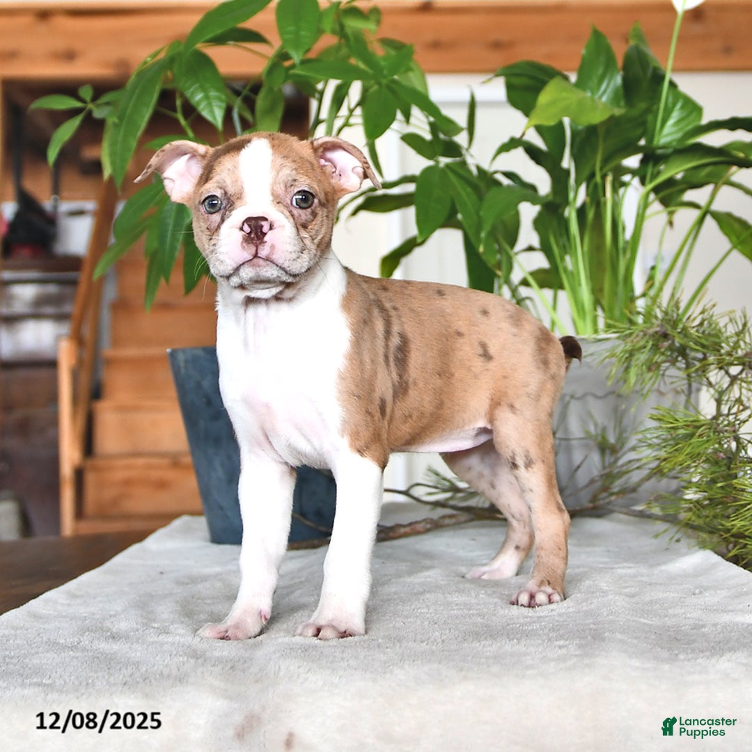 Boston Terrier dogs for sale: Rachelle  - Ad 10