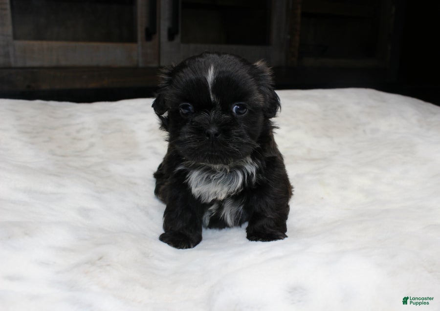Shih Tzu dogs Elvis - Ad 4