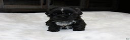 Shih Tzu dogs for sale: Elvis - Ad 1