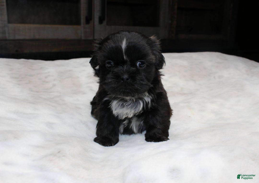 Shih Tzu dogs for sale: Elvis - Ad 1