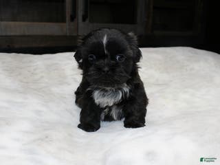 Shih Tzu dogs Elvis - Ad 4