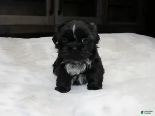 Shih Tzu dogs Elvis - Ad 9