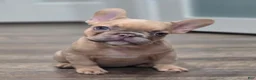 French Bulldog dogs for sale: 💛🍯Blondie🍯💛 - Ad 5