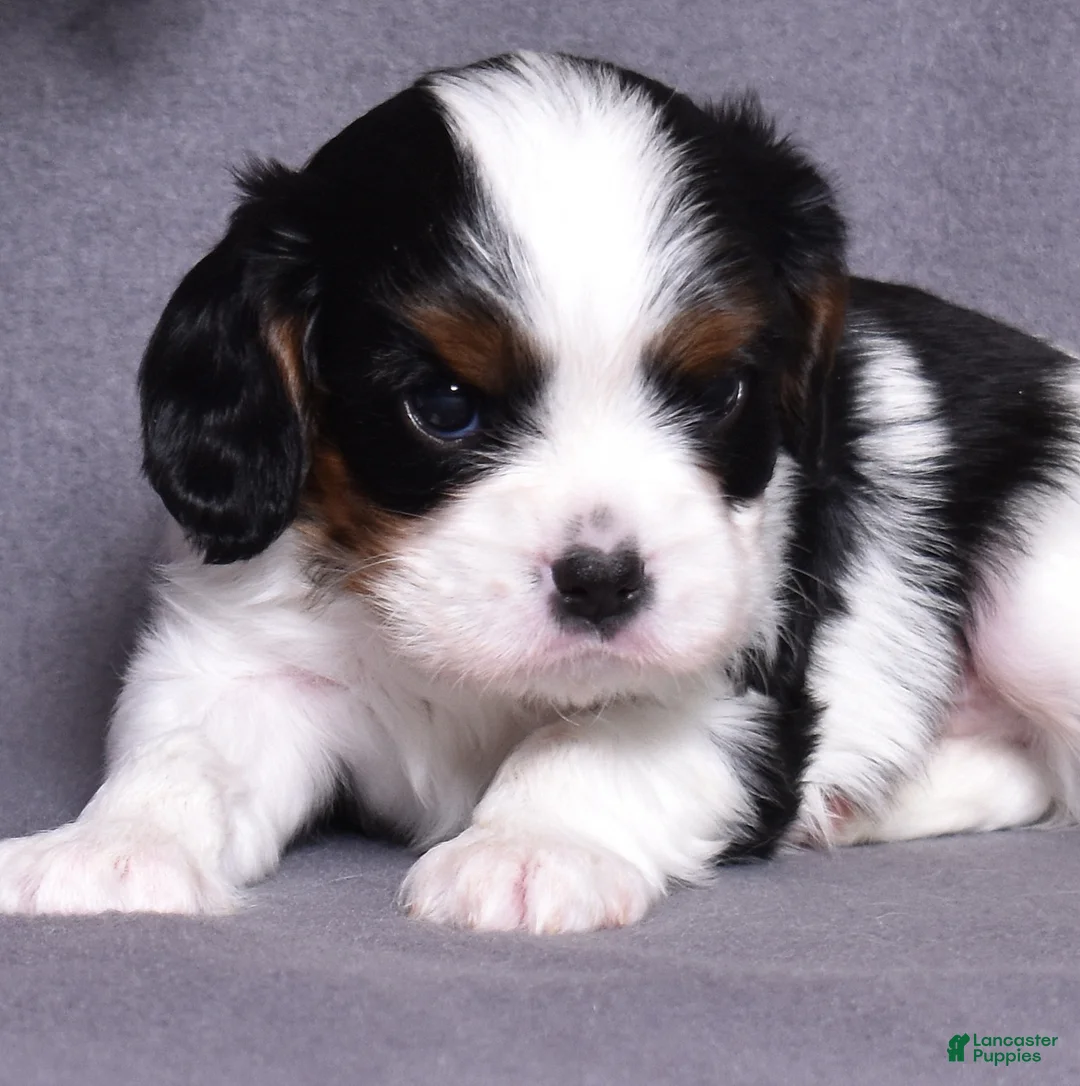 Cavalier King Charles Spaniel dogs for sale: Oreo - Ad 1