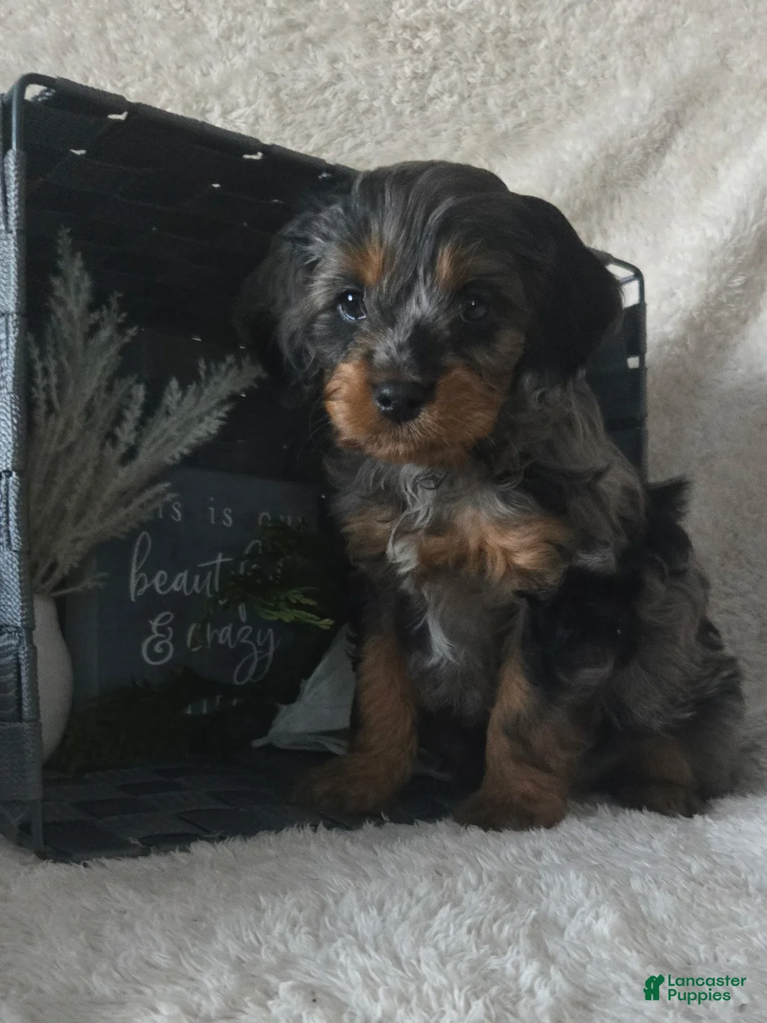 Cavapoo dogs for sale: Rocky - Ad 4