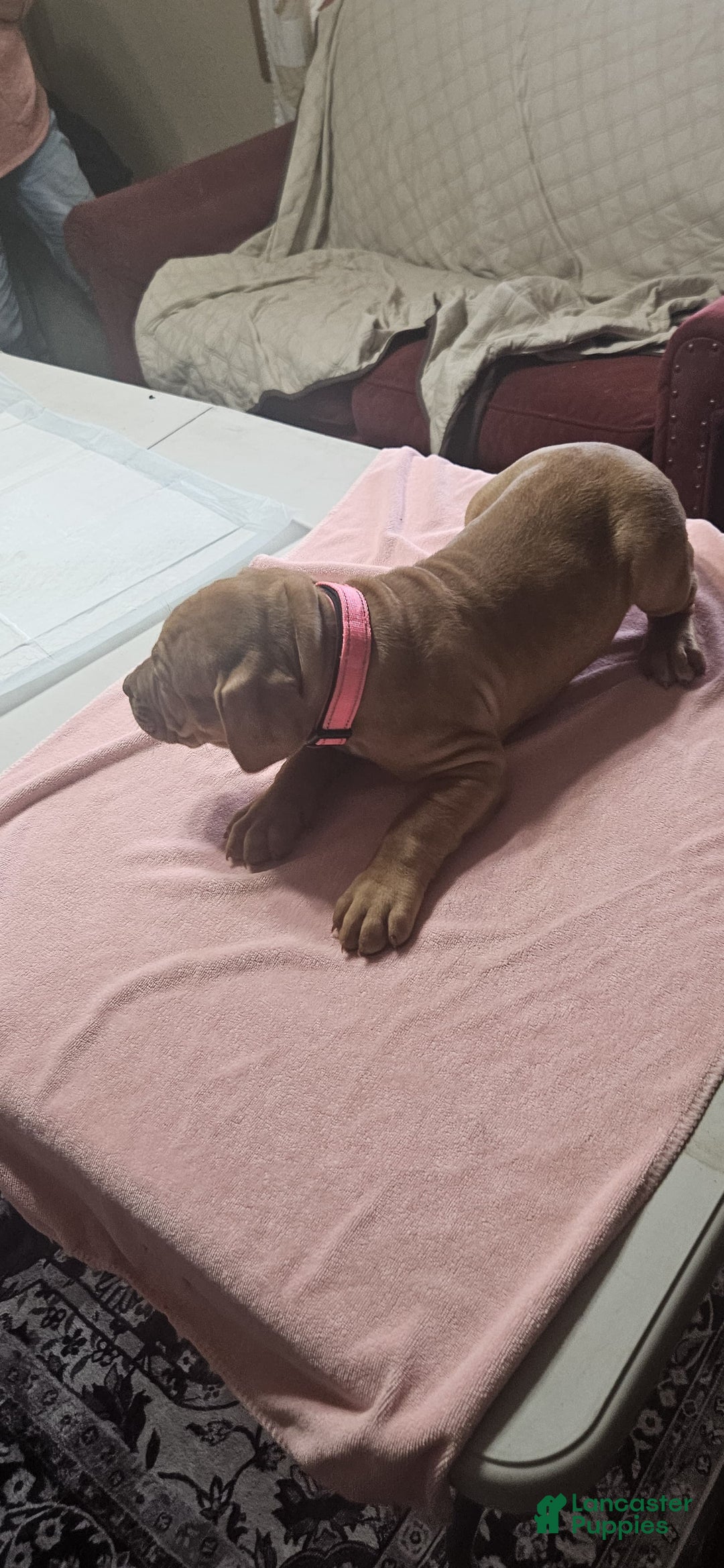 American Bully dogs for sale: NUTMEG  - Ad 3