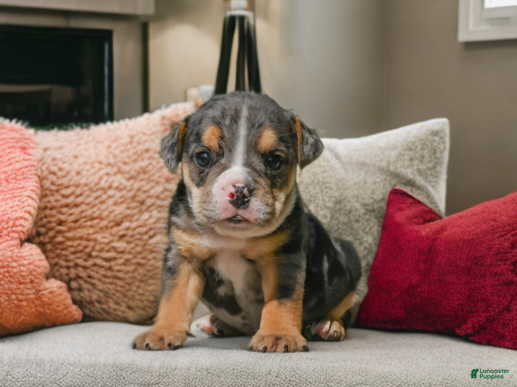 English Bulldog dogs Mindy - Ad 1
