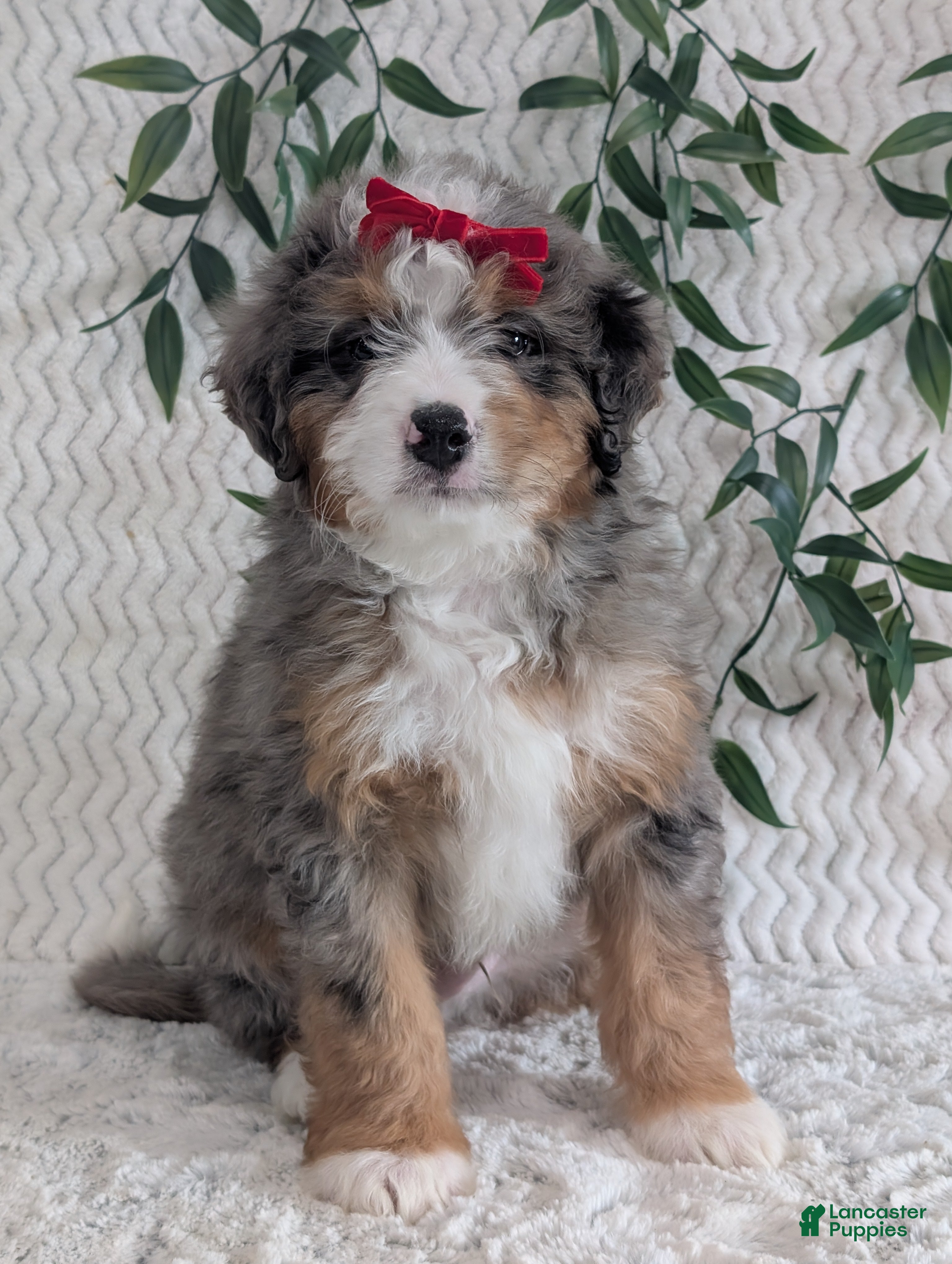 Mini Bernedoodle dogs Mini Bodie - Ad 17