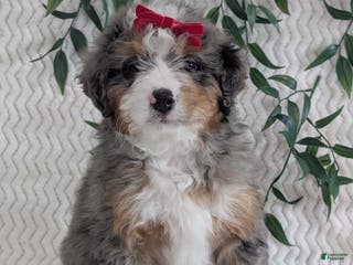Mini Bernedoodle dogs Mini Bodie - Ad 10
